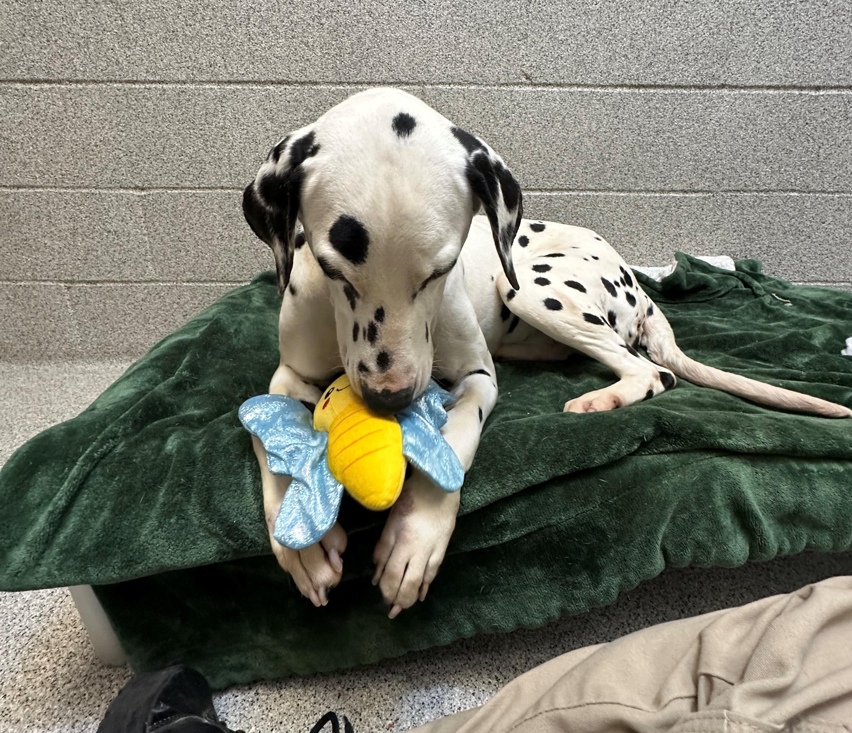Valentine-Fresno, CA, a Adoptable Dalmatian in San Diego, CA image 5/5