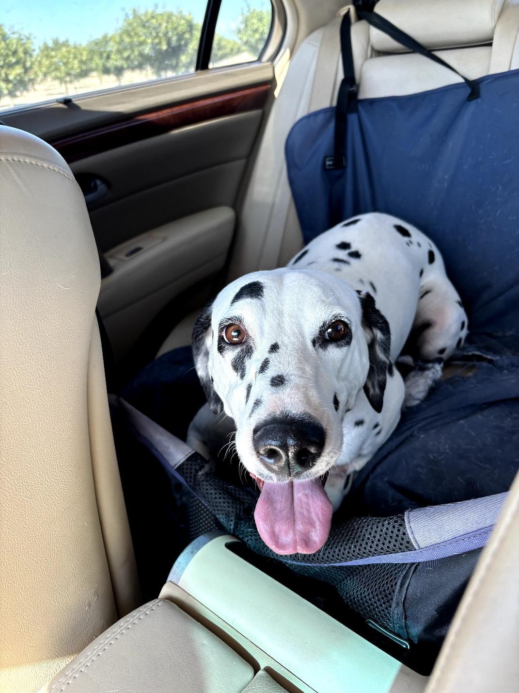 Enlarge Valentine-Fresno, CA, an adoptable Dalmatian in San Diego, CA image 2/6