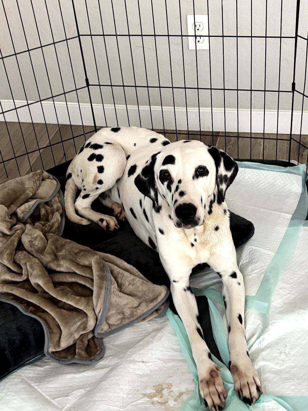 Valentine-Fresno, CA, Adoptable, Young Female Dalmatian.