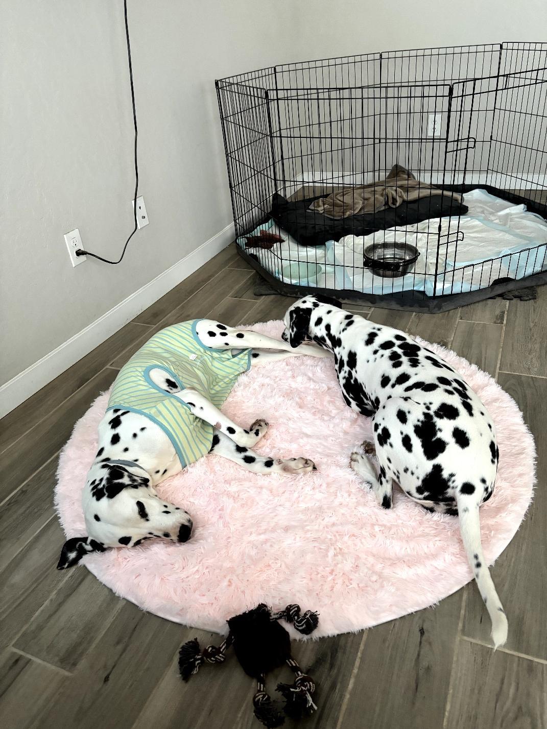 Valentine-Fresno, CA, a Adoptable Dalmatian in San Diego, CA image 4/5