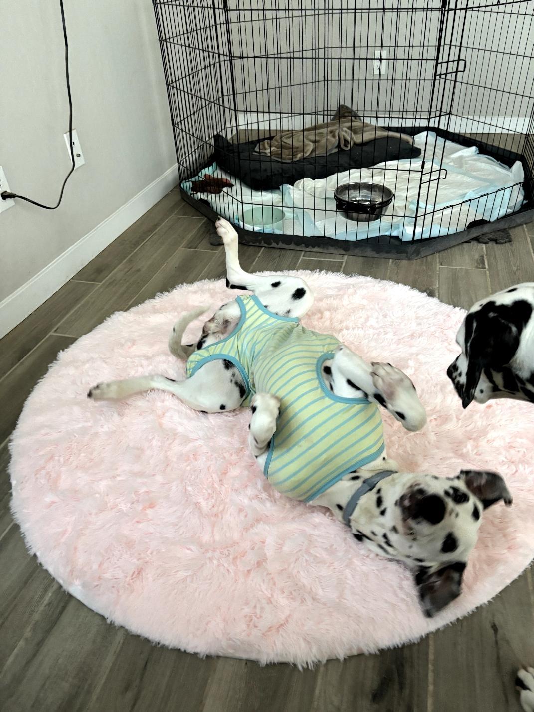 Valentine-Fresno, CA, a Adoptable Dalmatian in San Diego, CA image 3/5