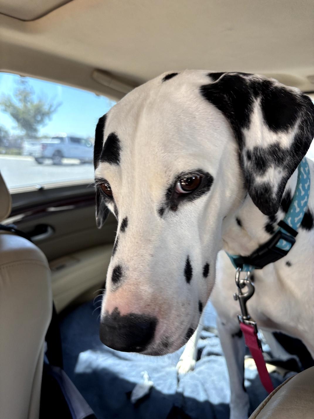 Enlarge Valentine-Fresno, CA, an adoptable Dalmatian in San Diego, CA image 1/6