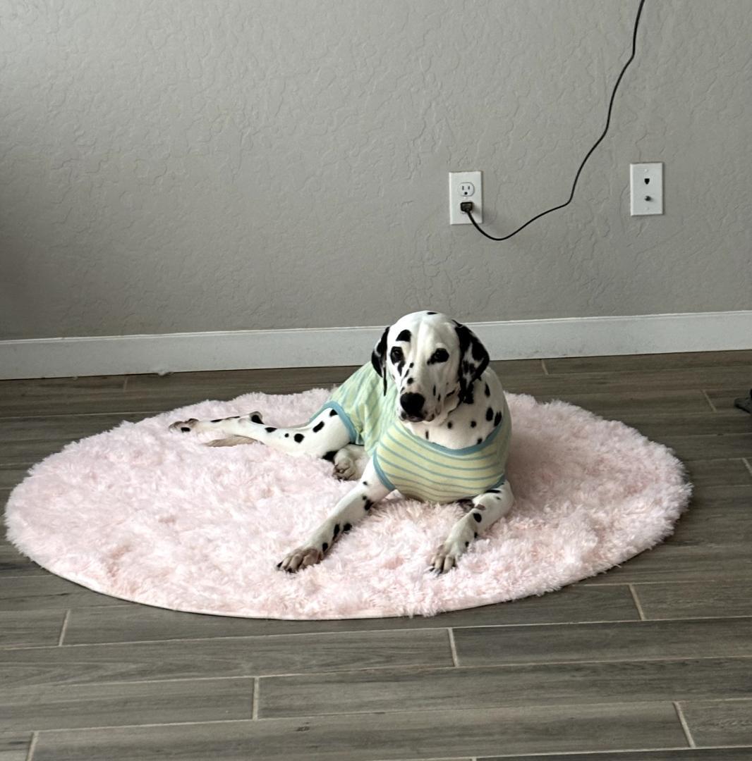 Valentine-Fresno, CA, a Adoptable Dalmatian in San Diego, CA image 2/5