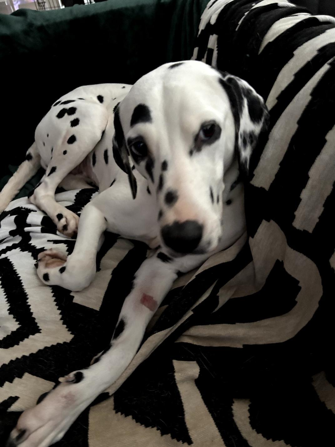 Enlarge Valentine-Fresno, CA, an adoptable Dalmatian in San Diego, CA image 3/6