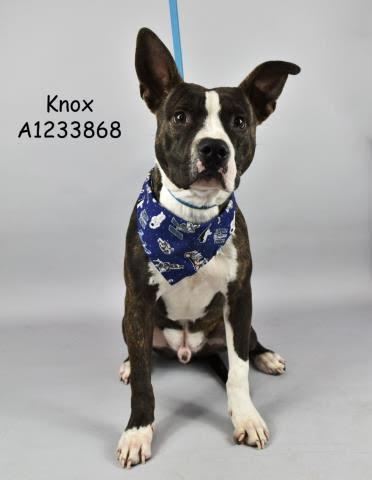 Enlarge Knox -- URGENT!!, a Adoptable mixed breed in Thousand Oaks, CA image 1/1