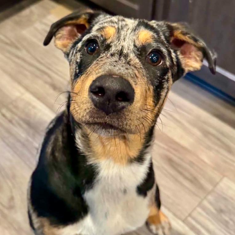 Waylon, adopted, Young Male Catahoula Leopard Dog & Mixed Breed.