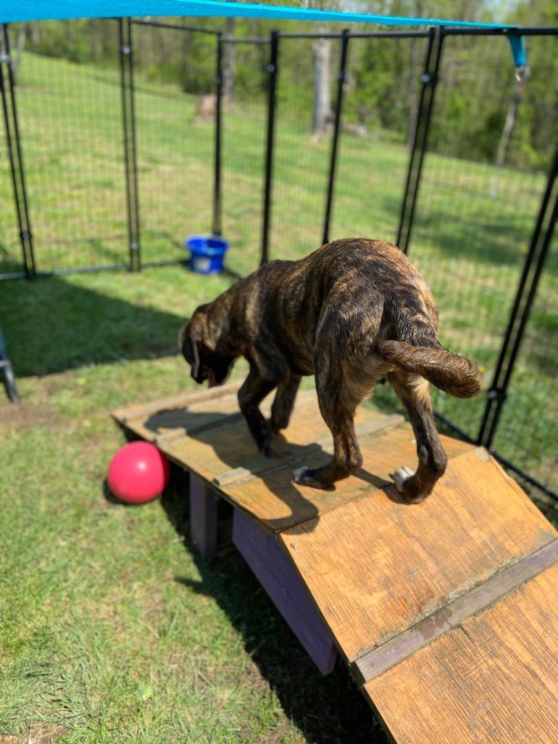 Marcel, Adoptable, Young Male Bloodhound & Boxer.