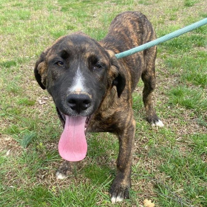 Enlarge Marcel, a Adoptable mixed breed in Huntington, WV image 2/6