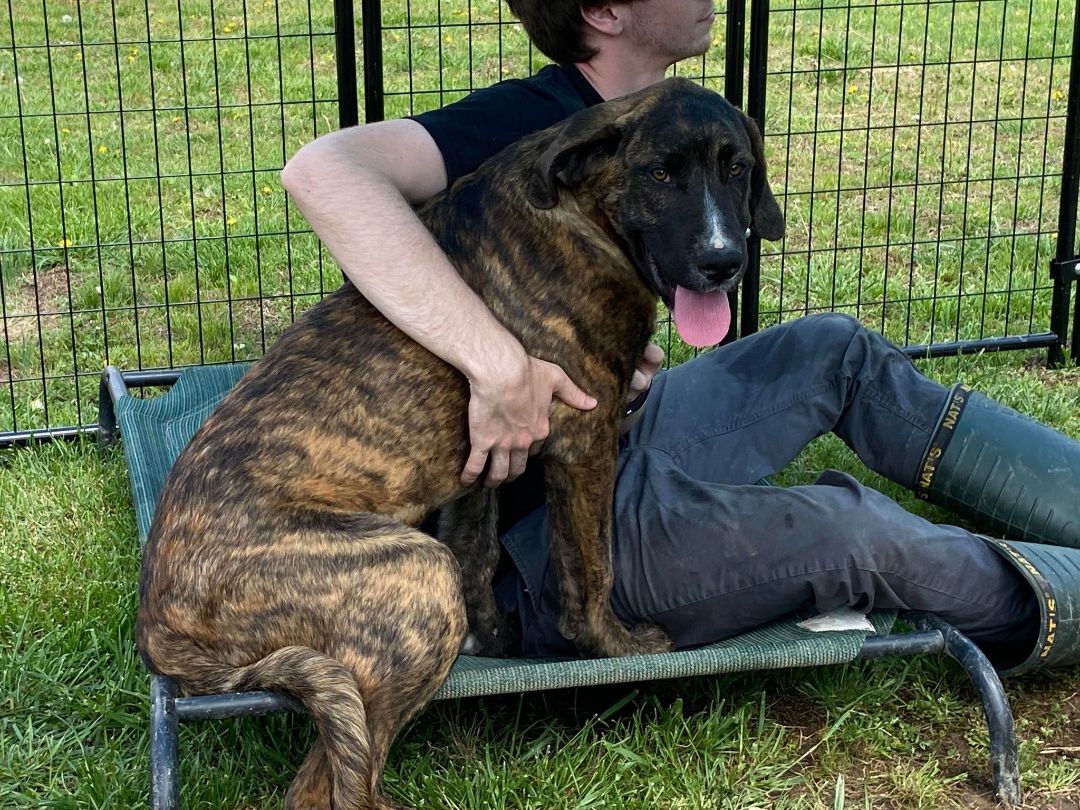 Enlarge Marcel, a Adoptable mixed breed in Huntington, WV image 3/6
