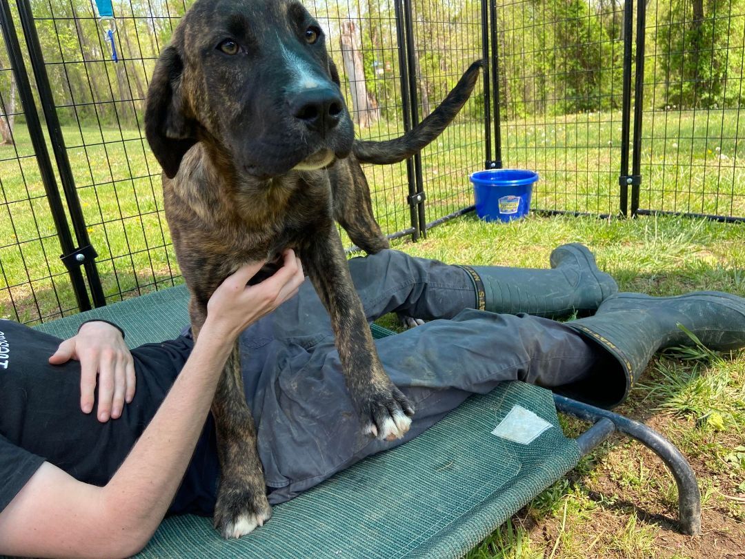 Enlarge Marcel, a Adoptable mixed breed in Huntington, WV image 5/6
