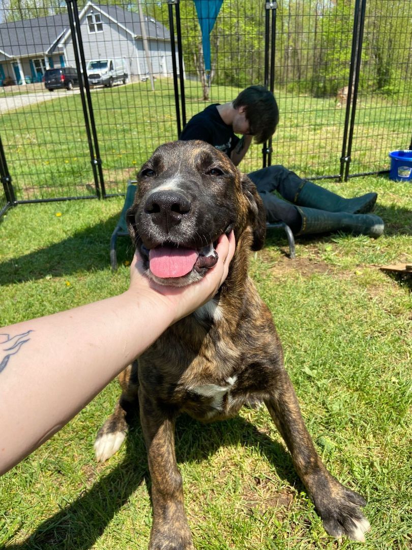 Enlarge Marcel, a Adoptable mixed breed in Huntington, WV image 6/6