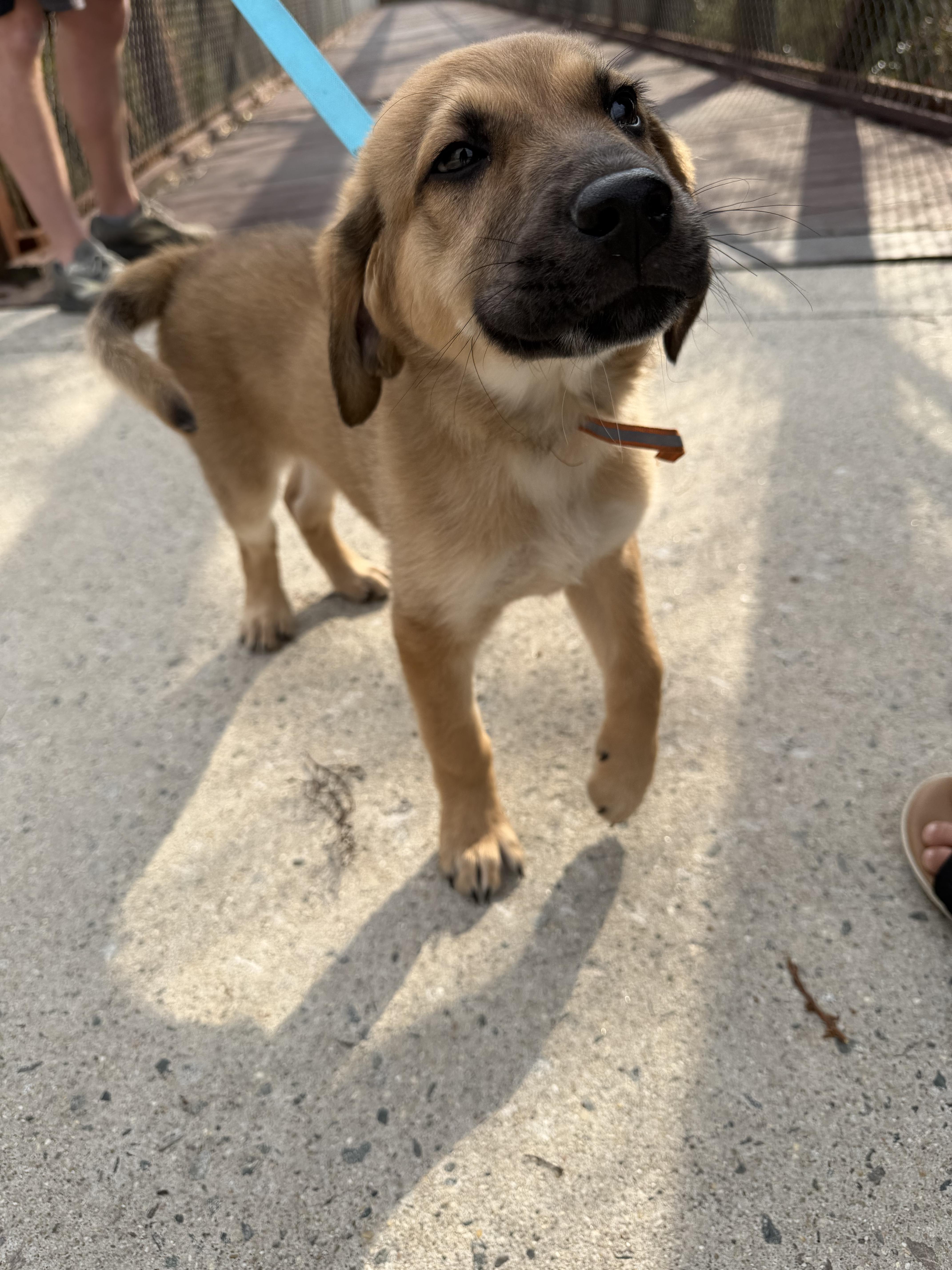 Enlarge Buck, an adoptable mixed breed in Richmond, VA image 2/2
