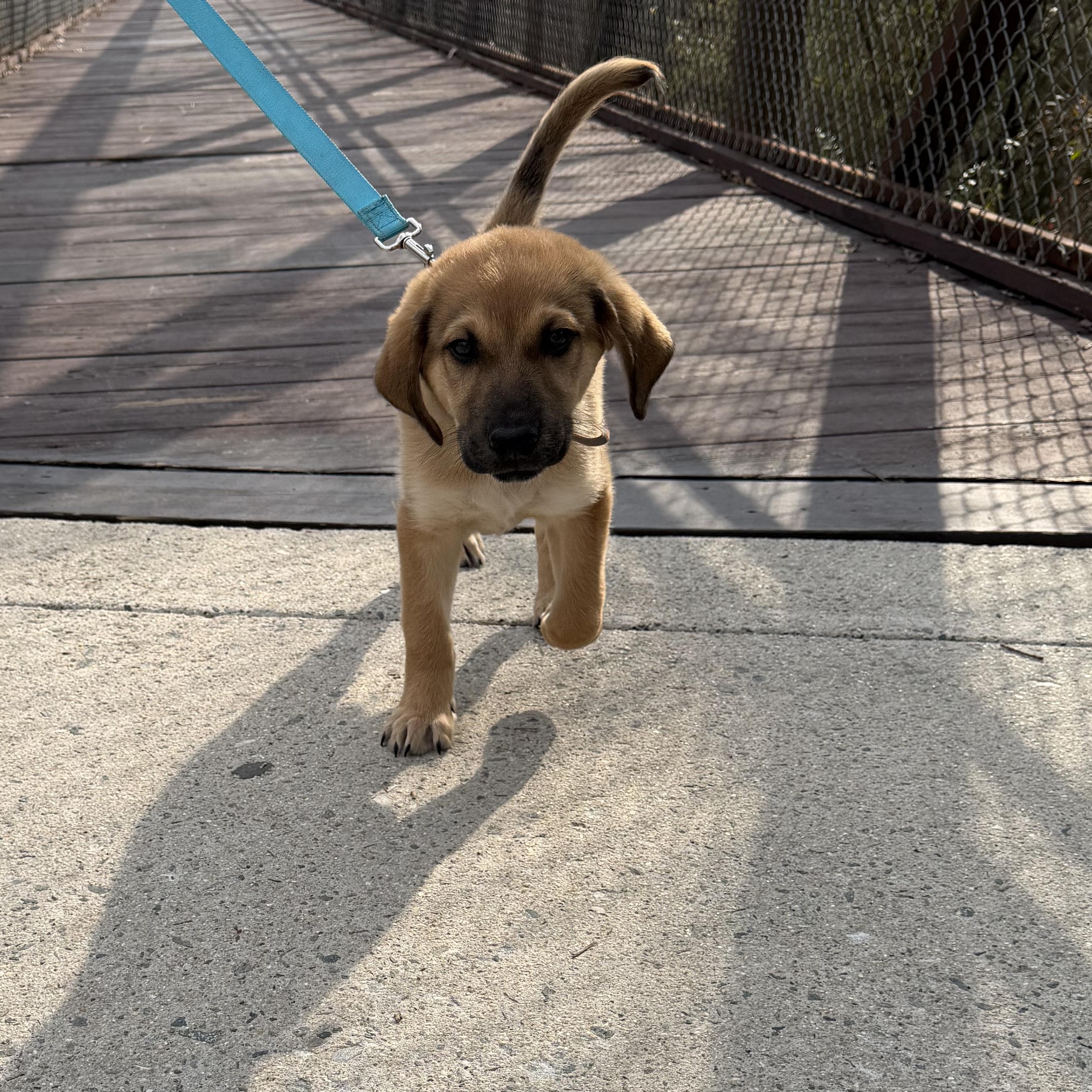 Enlarge Buck, an adoptable mixed breed in Richmond, VA image 1/2