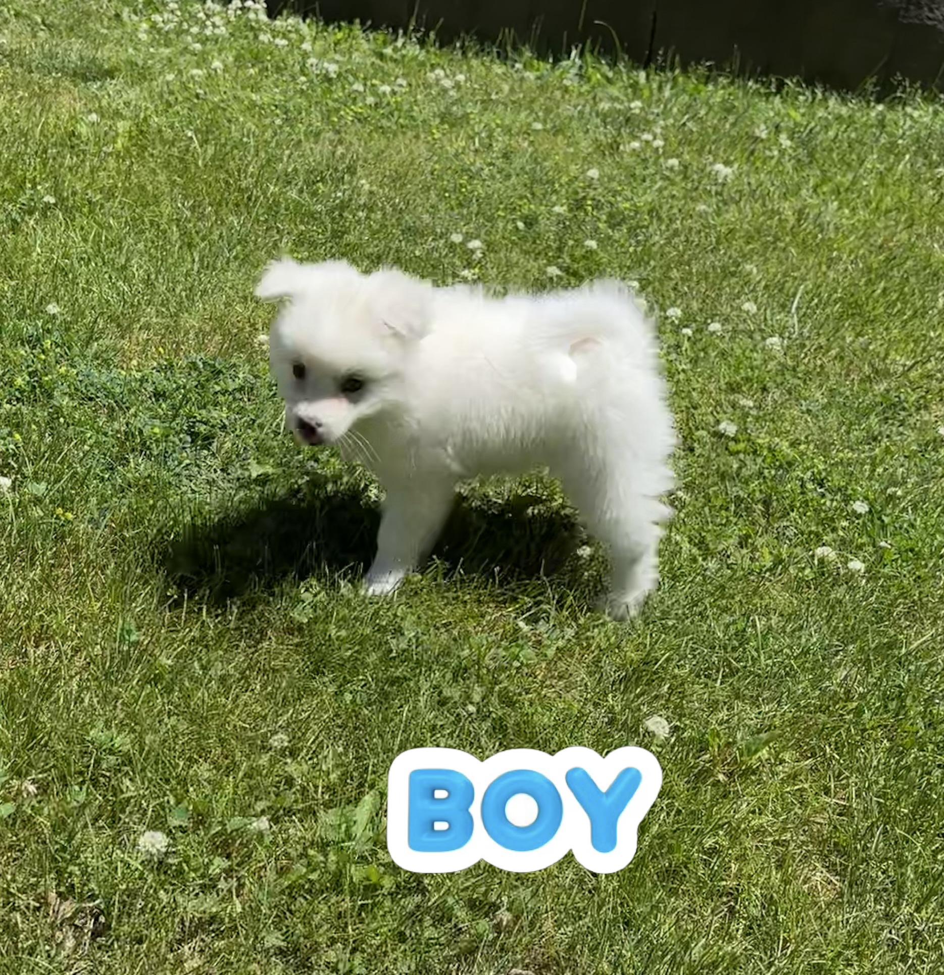 Prince Charming and Snow White, ADOPTABLE, Puppy Male American Eskimo Dog.