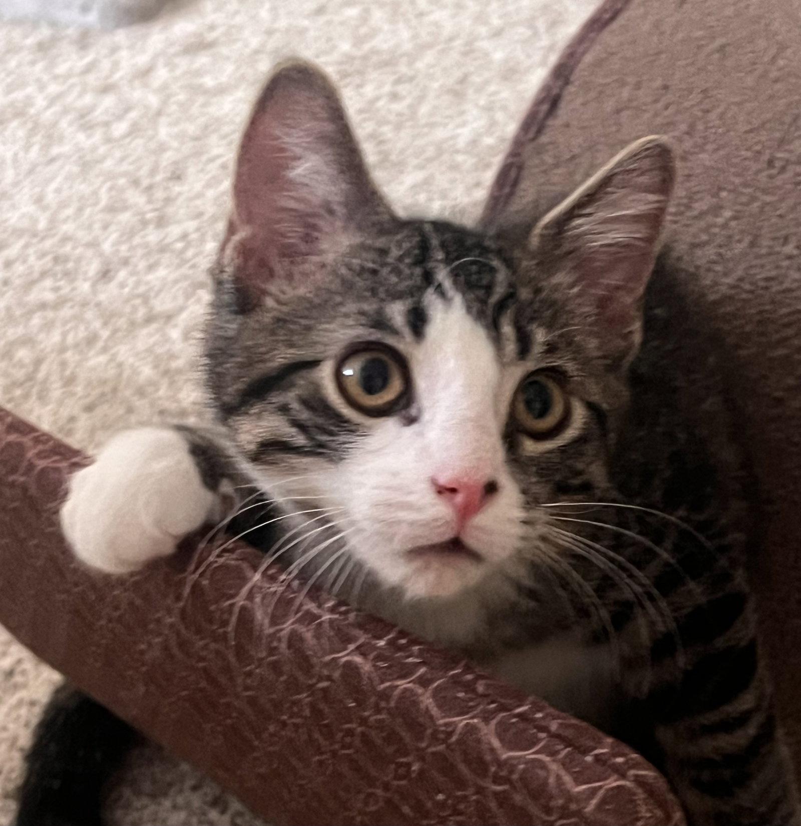 Enlarge Casey, a Adoptable Domestic Short Hair in Shawnee, KS image 1/3