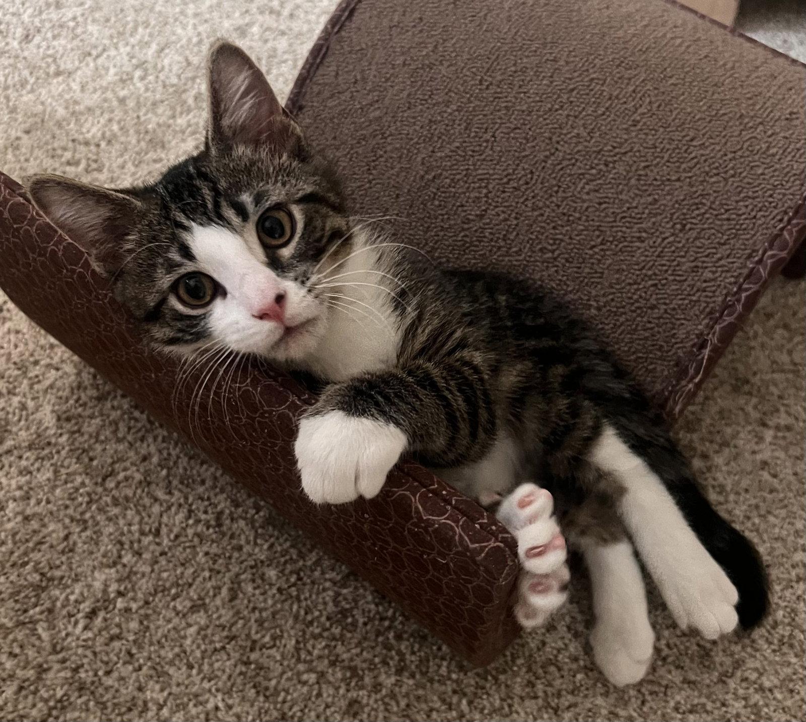 Enlarge Casey, a Adoptable Domestic Short Hair in Shawnee, KS image 2/3