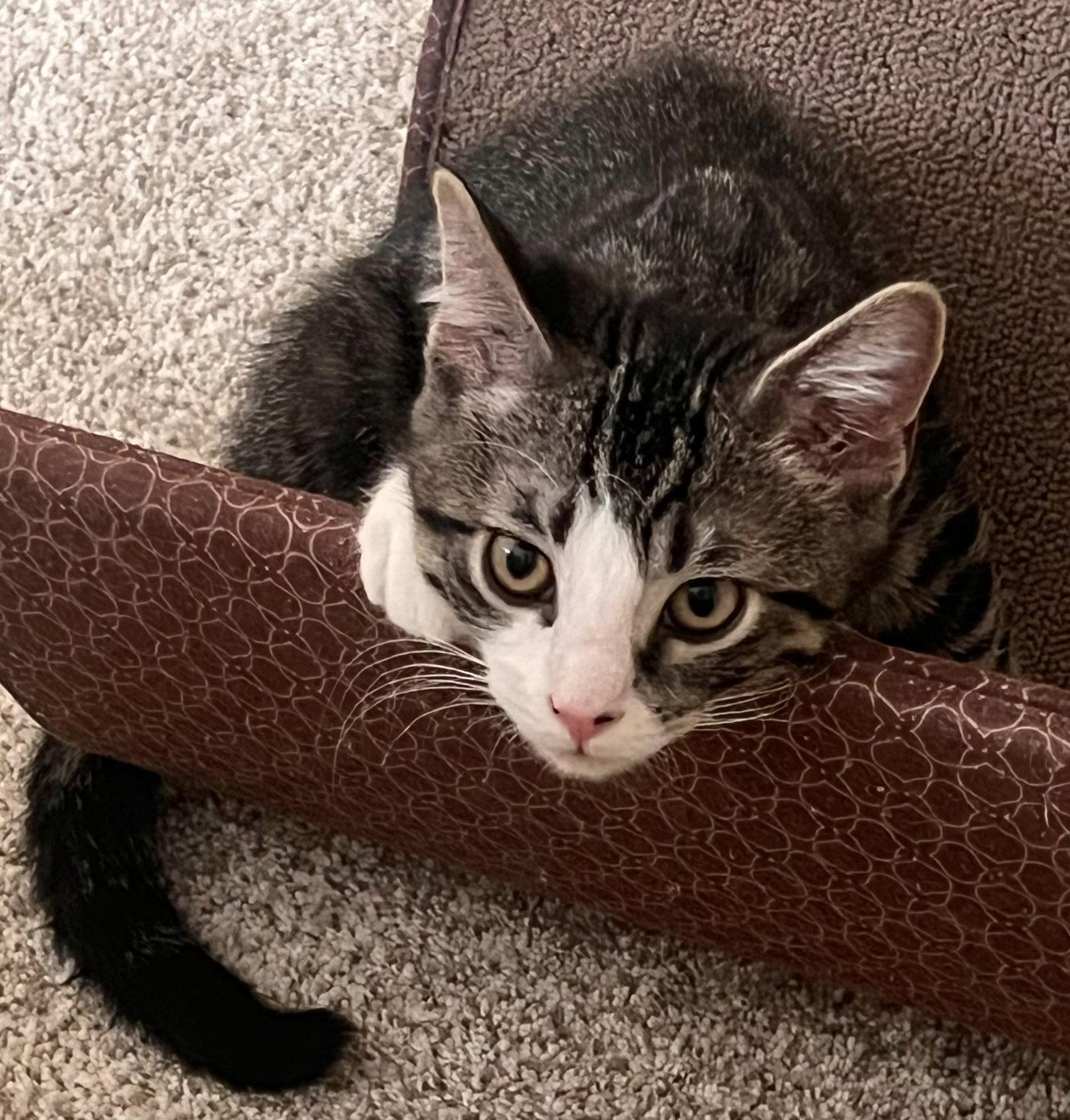 Enlarge Casey, a Adoptable Domestic Short Hair in Shawnee, KS image 3/3