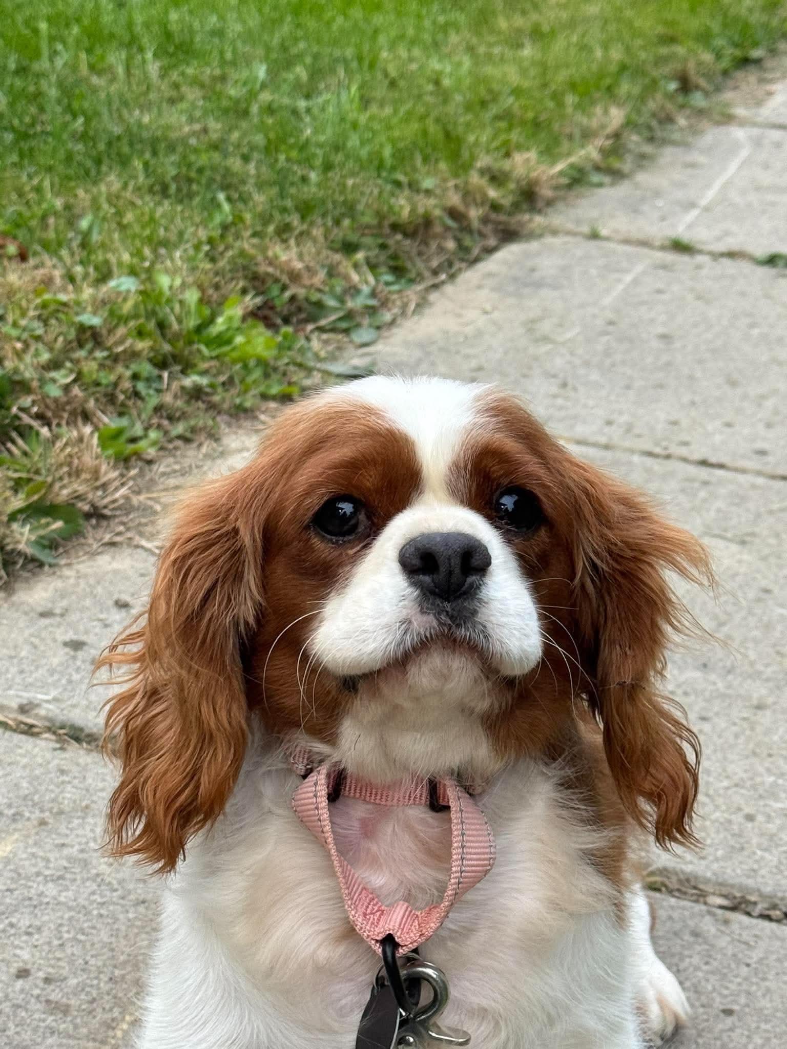 Enlarge Tilly, a Adoptable Cavalier King Charles Spaniel in St. Clairsville, OH image 1/4