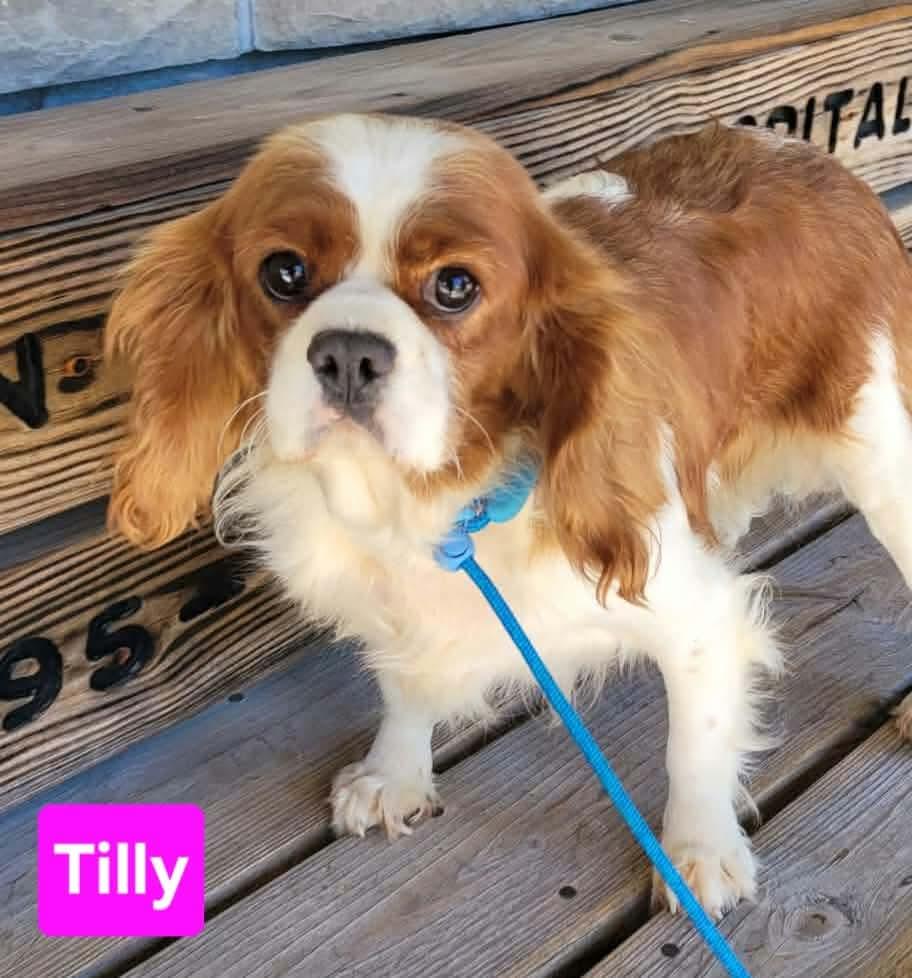 Enlarge Tilly, a Adoptable Cavalier King Charles Spaniel in St. Clairsville, OH image 4/4