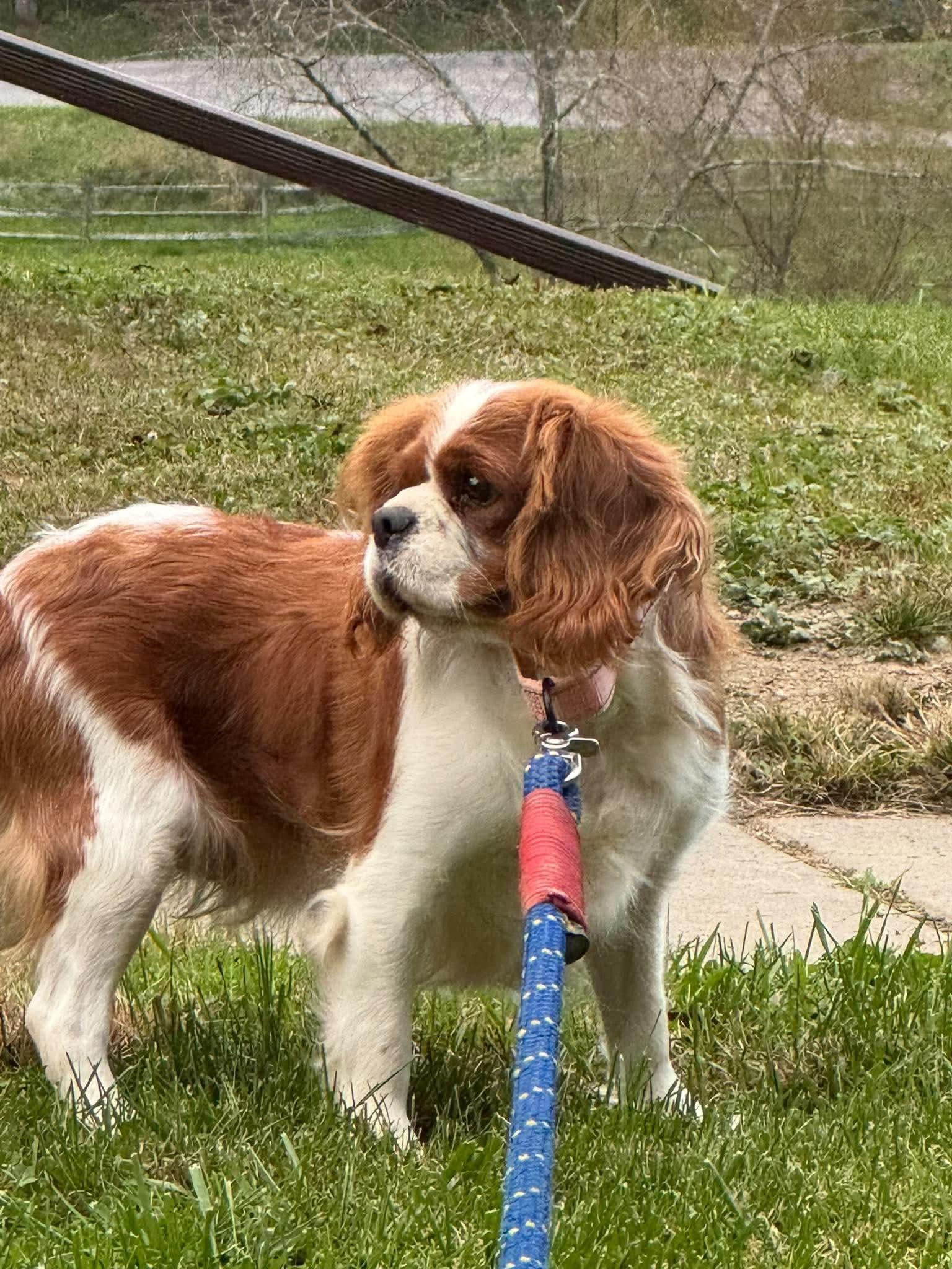 Enlarge Tilly, a Adoptable Cavalier King Charles Spaniel in St. Clairsville, OH image 2/4