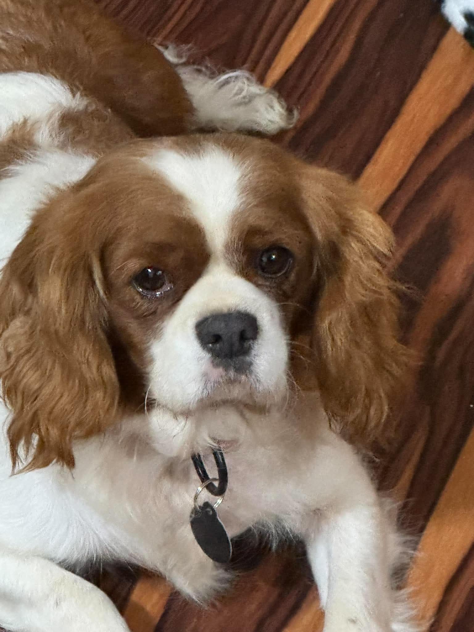 Enlarge Tilly, a Adoptable Cavalier King Charles Spaniel in St. Clairsville, OH image 3/4
