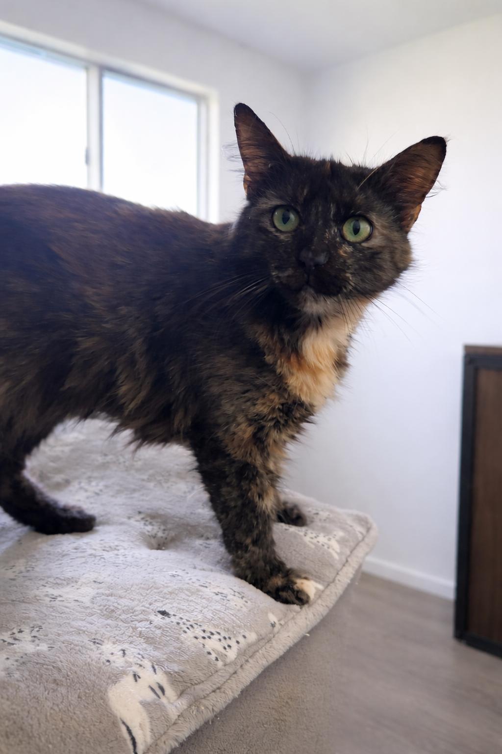 Enlarge Willow, a Adoptable Domestic Medium Hair in Rio Linda, CA image 1/3