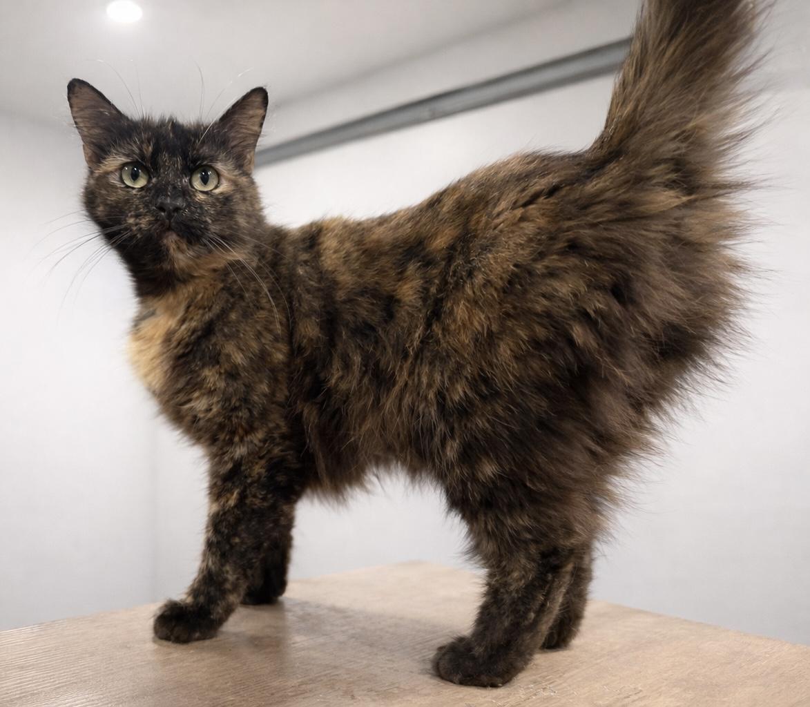 Enlarge Willow, a Adoptable Domestic Medium Hair in Rio Linda, CA image 2/3