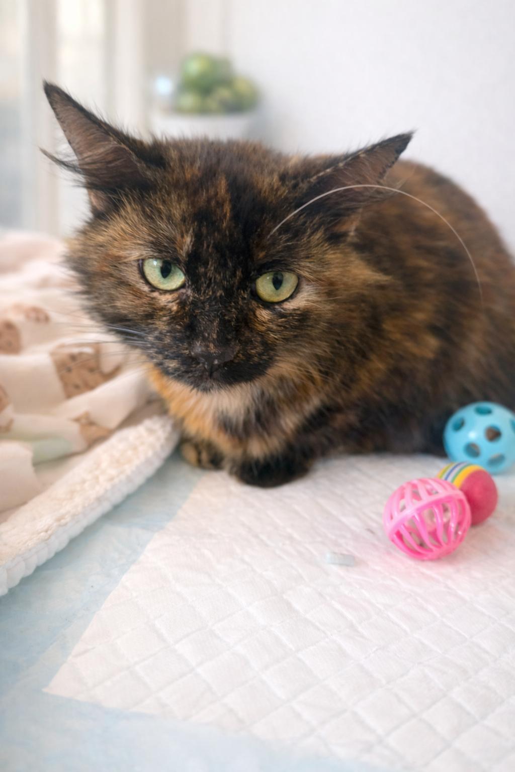 Enlarge Willow, a Adoptable Domestic Medium Hair in Rio Linda, CA image 3/3