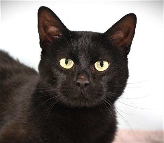 BA BI, Adoptable, Adult Male Domestic Short Hair.