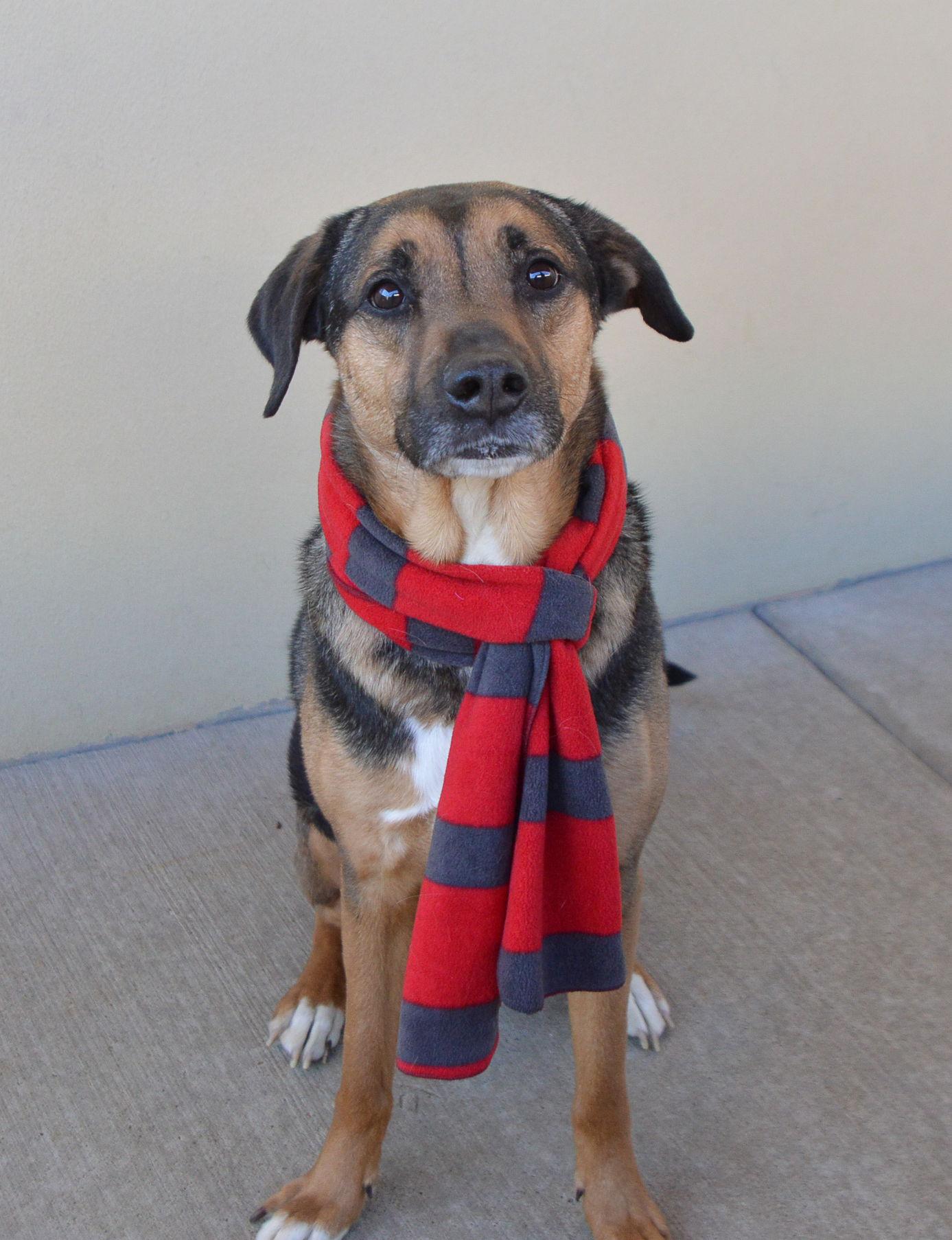 Luther, Adoptable, Adult Male Rottweiler.