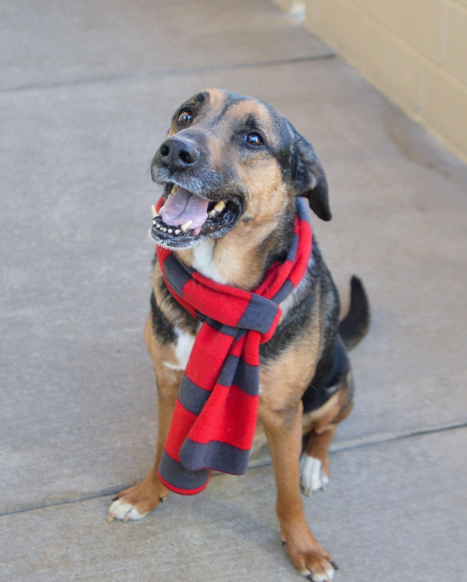 Enlarge Luther, a Adoptable Rottweiler in McKinney, TX image 3/3