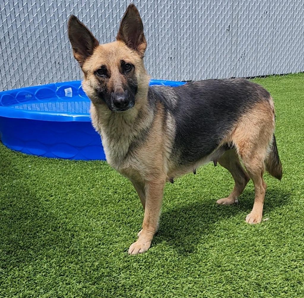 Enlarge Colyn, a ADOPTABLE German Shepherd Dog in Frankfort, KY image 2/2
