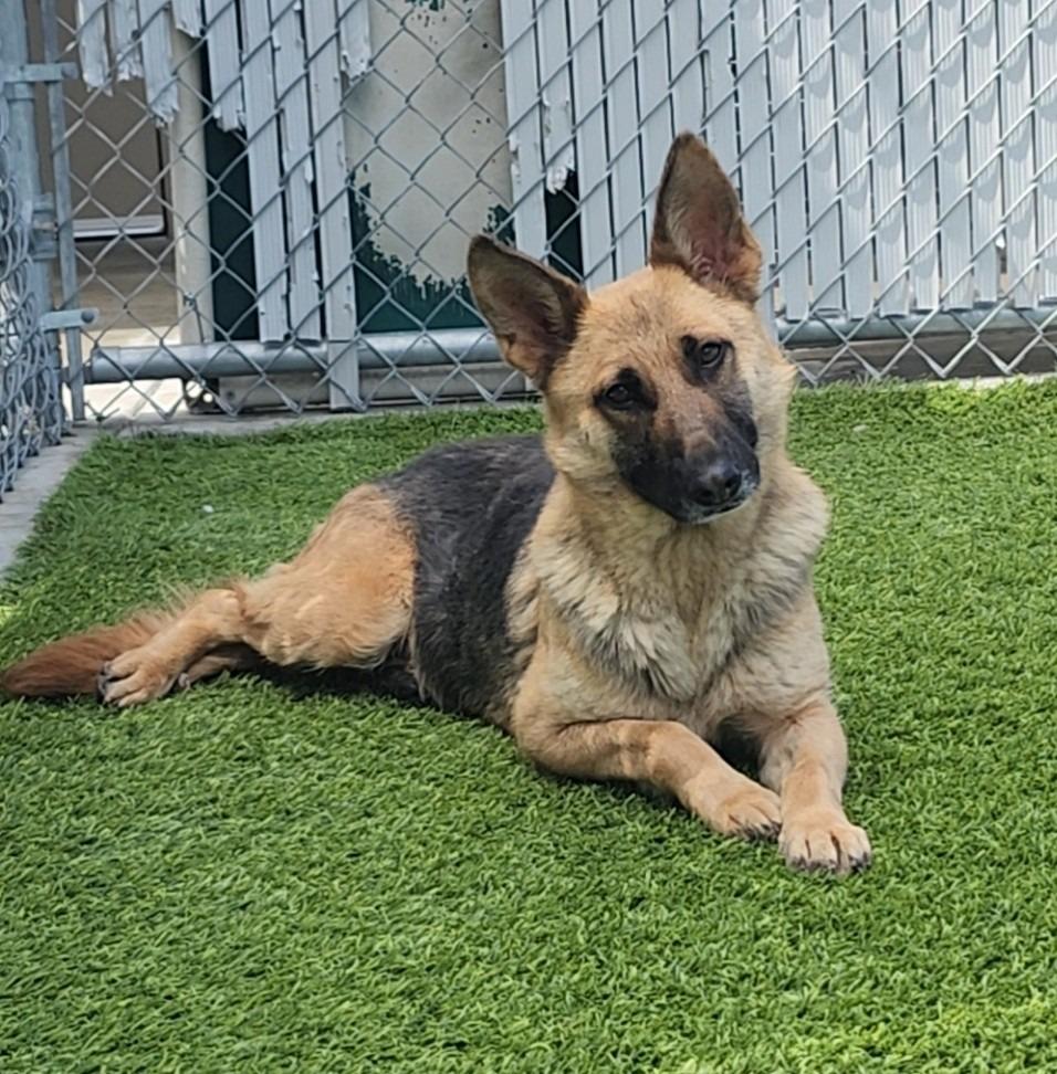 Enlarge Colyn, a ADOPTABLE German Shepherd Dog in Frankfort, KY image 1/2