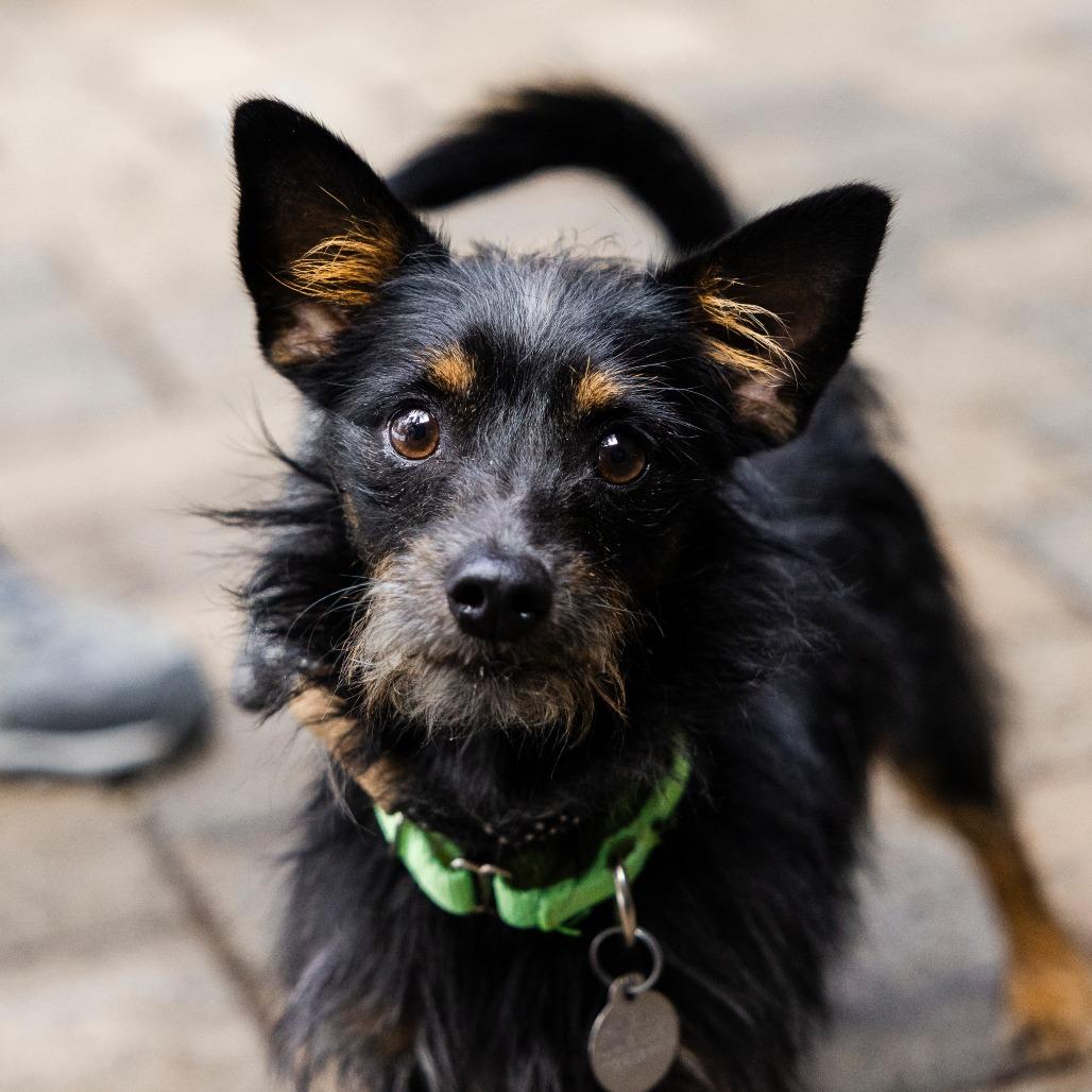 Chapo, Adoptable, Adult Male Wirehaired Terrier.
