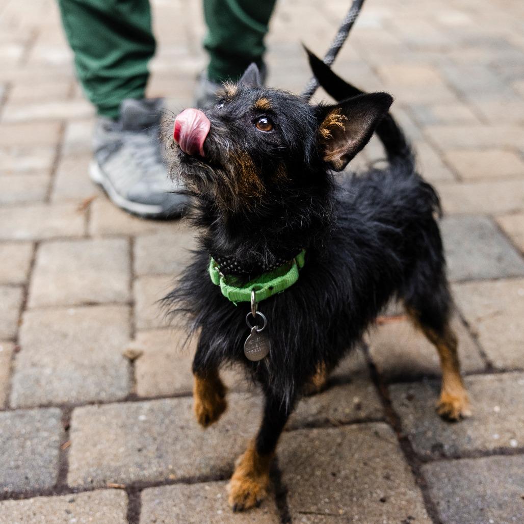 Enlarge Chapo, a Adoptable mixed breed in Incline Village, NV image 2/4