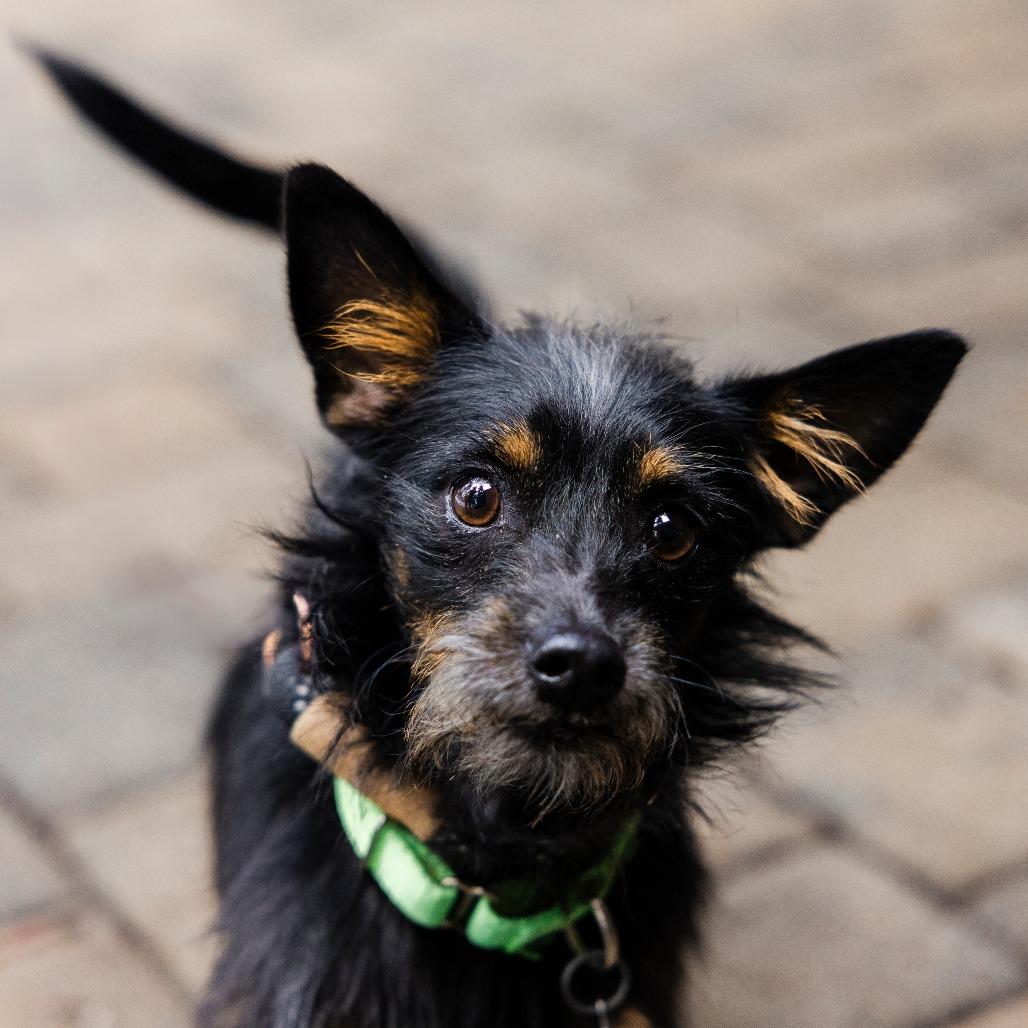Enlarge Chapo, a Adoptable mixed breed in Incline Village, NV image 4/4