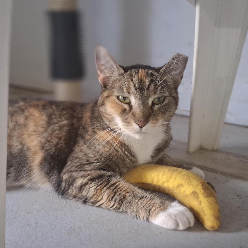 Bobbie, Adoptable, Senior Female Domestic Short Hair.