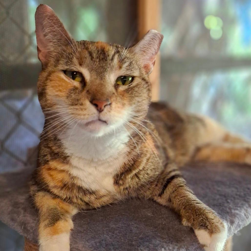 Enlarge Bobbie, a Adoptable Domestic Short Hair in Titusville, FL image 2/4