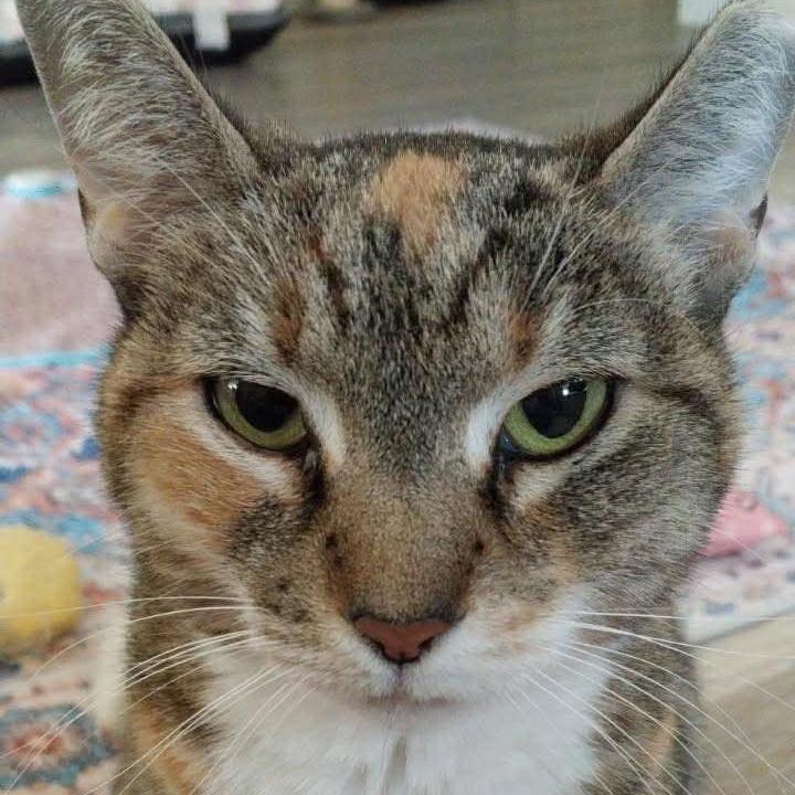 Enlarge Bobbi, a Adoptable Domestic Short Hair in Titusville, FL image 3/6
