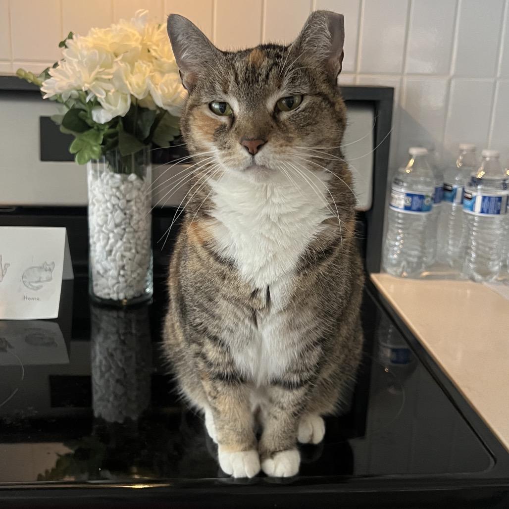 Bobbi, a Adoptable Domestic Short Hair in Titusville, FL image 3/5