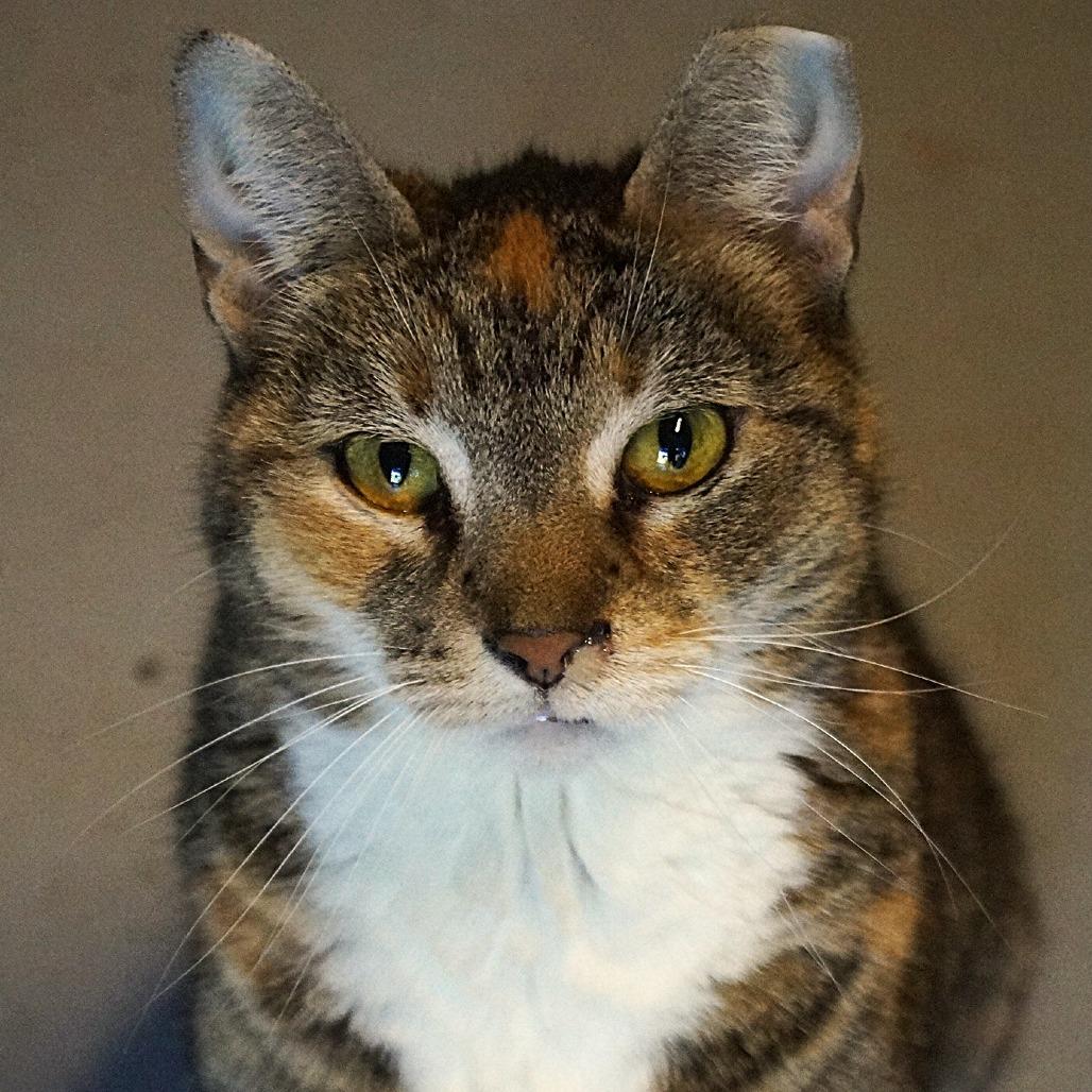 Enlarge Bobbie, a Adoptable Domestic Short Hair in Titusville, FL image 3/4