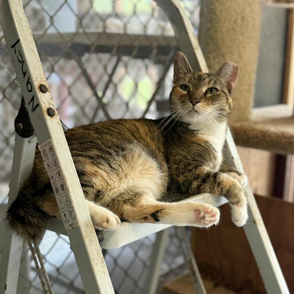 Enlarge Bobbie, a Adoptable Domestic Short Hair in Titusville, FL image 4/4