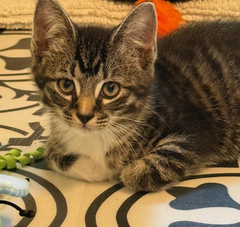 Paddington - great with cats and dogs - in foster care, adopted, Kitten Male Tabby & Domestic Short Hair.