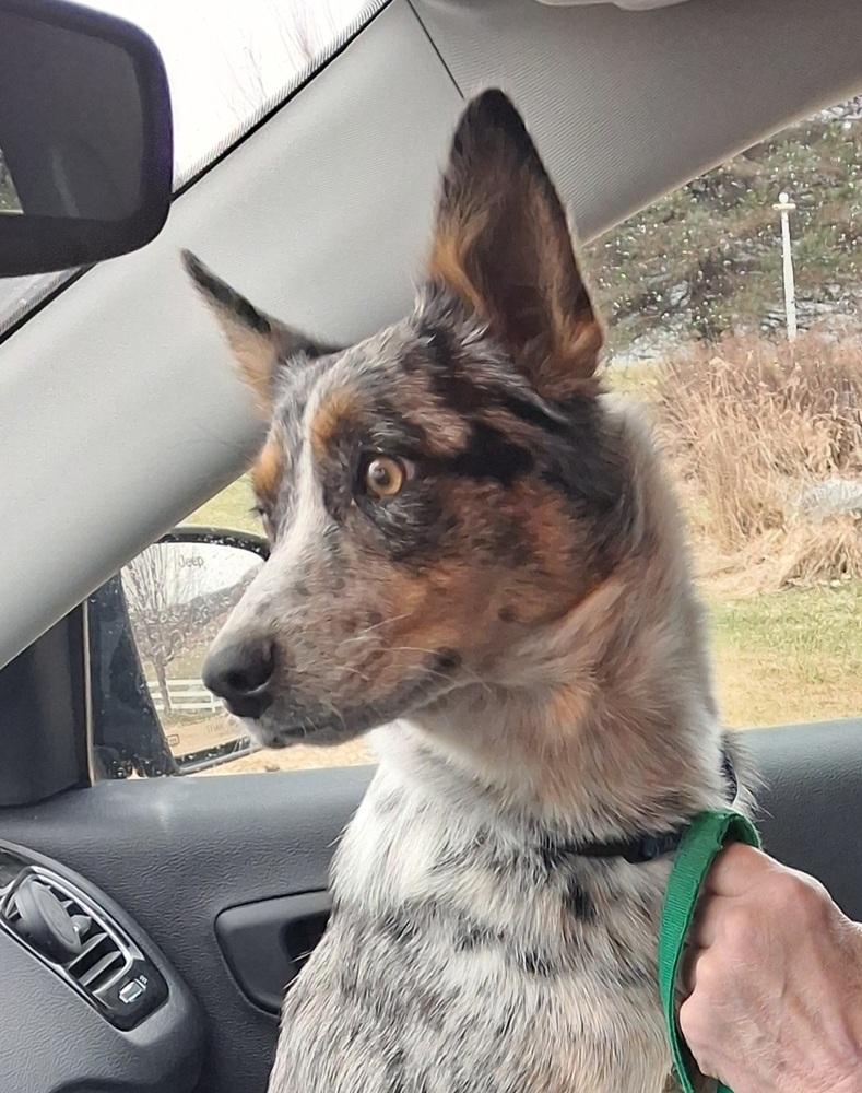 Enlarge Emma, a Adoptable Australian Cattle Dog / Blue Heeler in Mauston, WI image 1/1