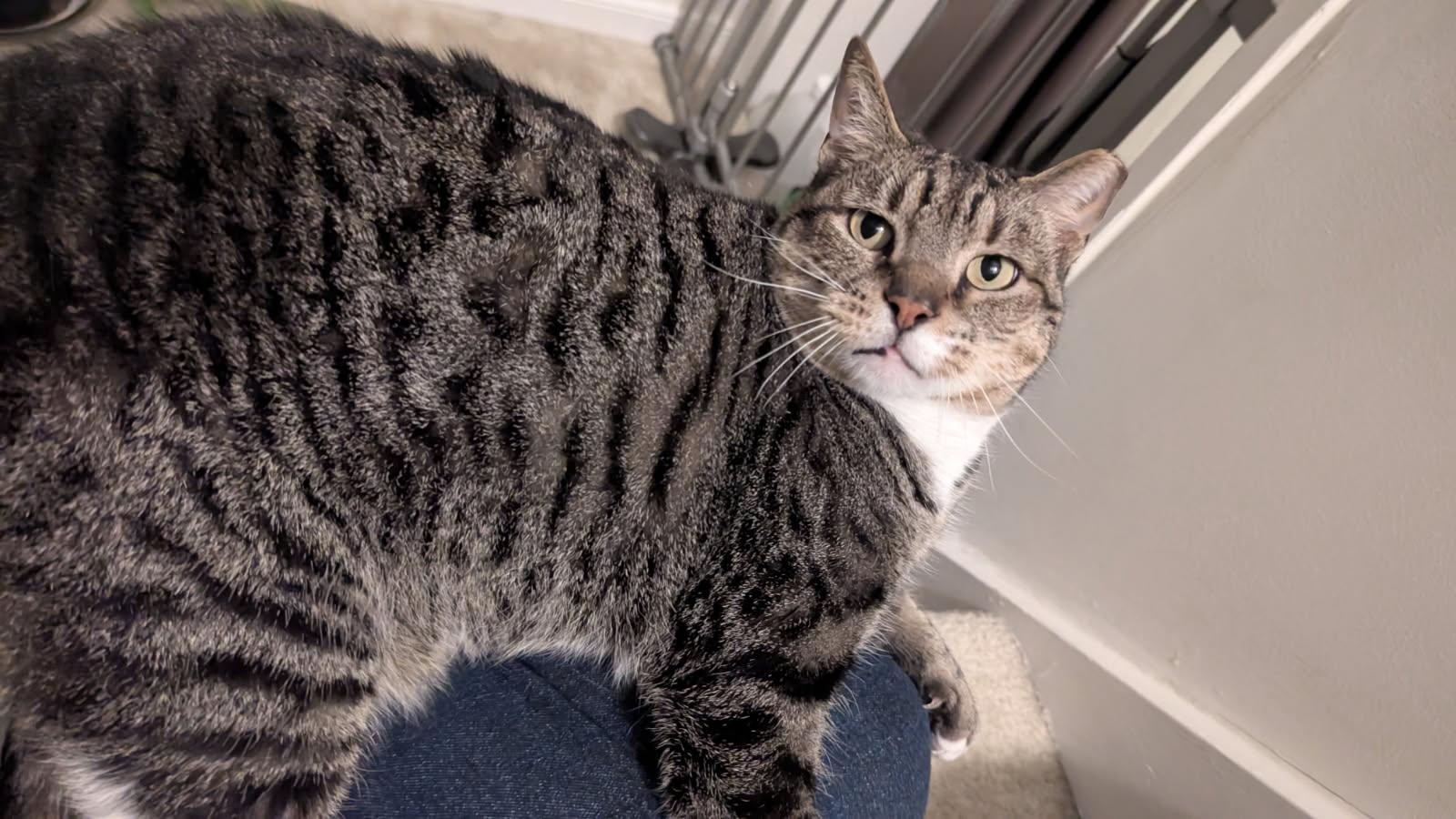 Tom, Adopted, Senior Male Domestic Short Hair.