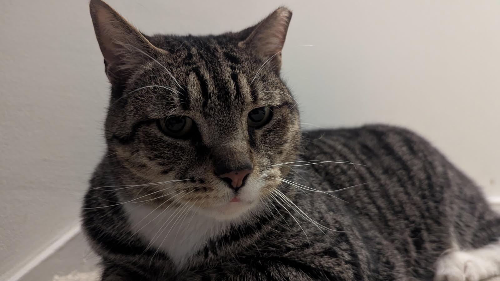 Enlarge Tom, a Adopted Domestic Short Hair in Toano, VA image 3/5