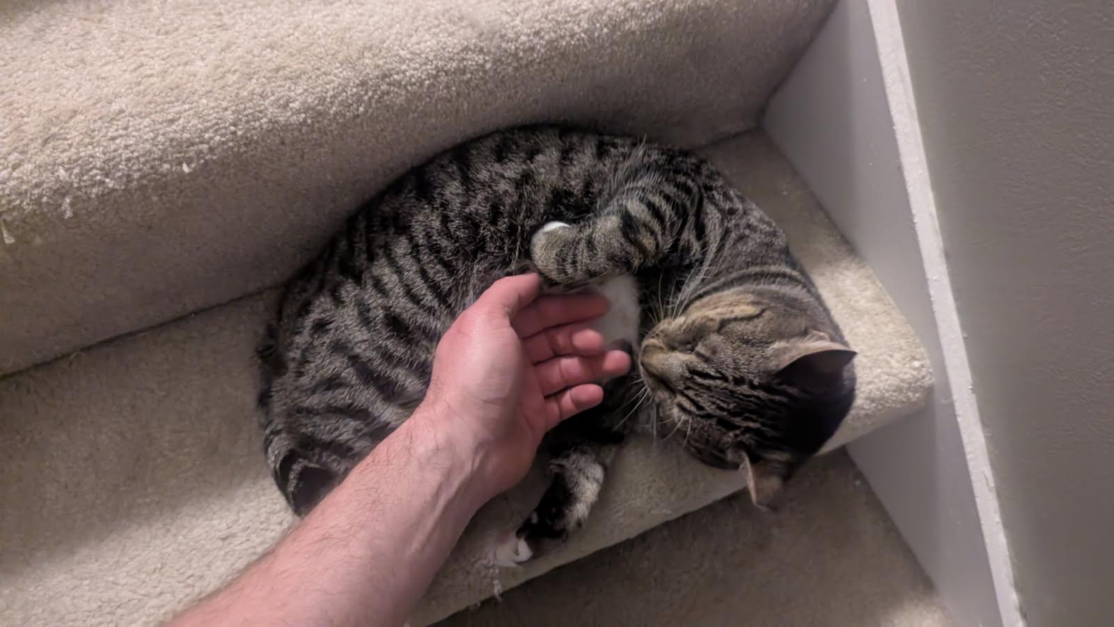 Enlarge Tom, a Adopted Domestic Short Hair in Toano, VA image 4/5