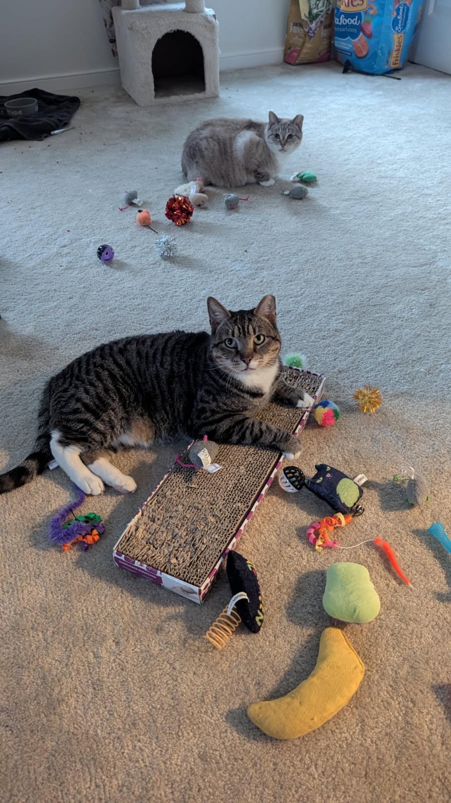 Enlarge Tom, a Adopted Domestic Short Hair in Toano, VA image 5/5