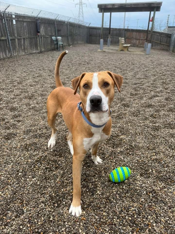 Chico