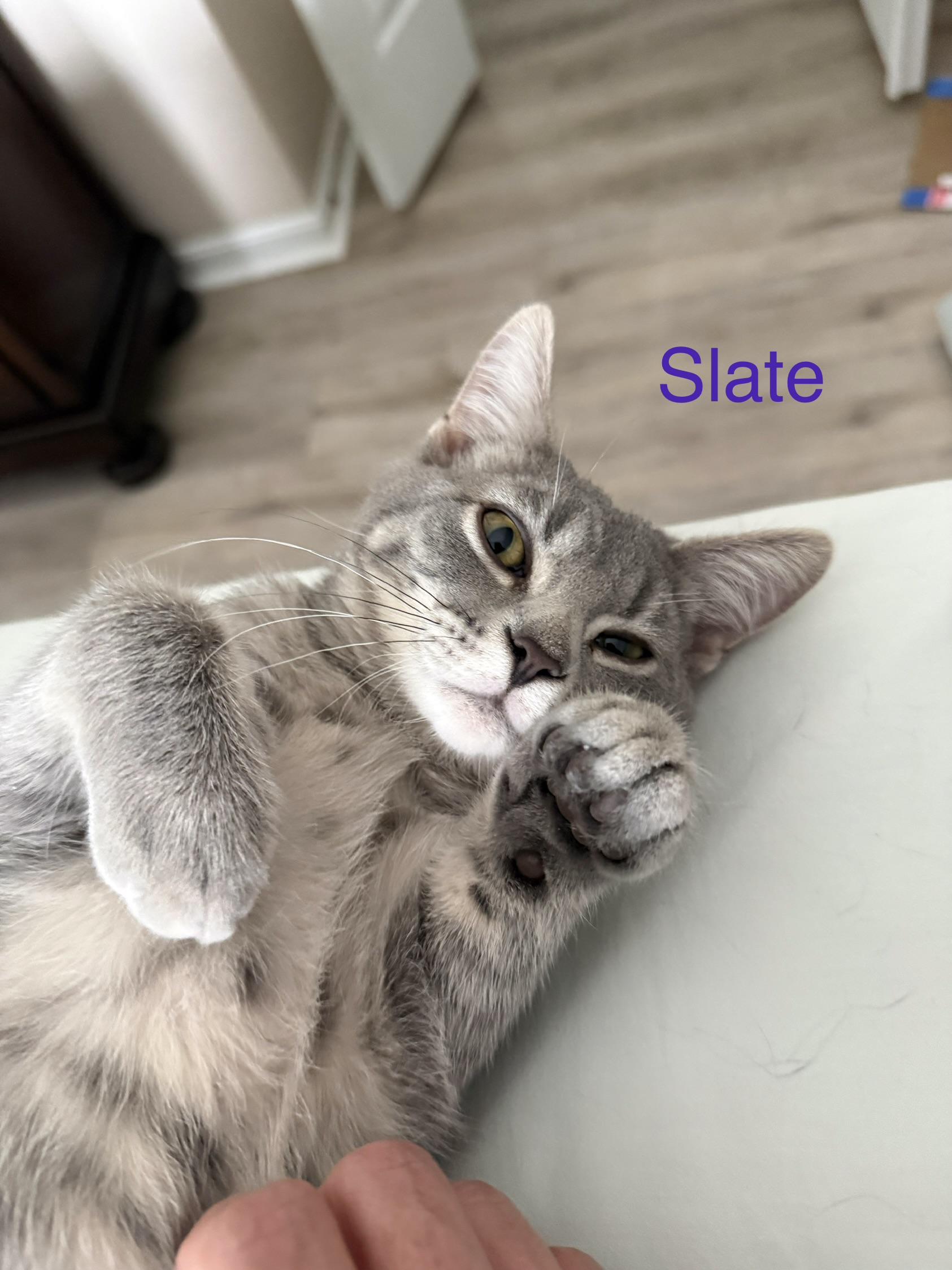 Enlarge Slate, an adopted Domestic Short Hair in Cincinnati, OH image 6/6